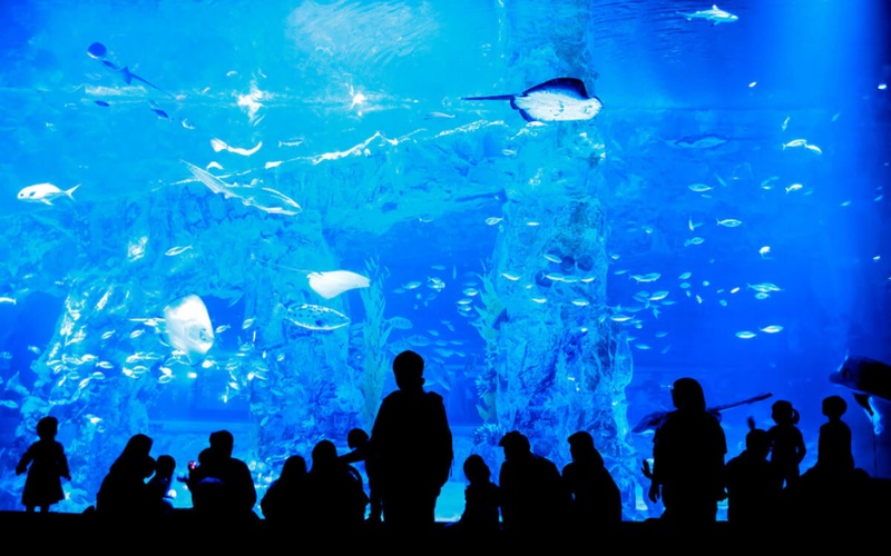 Hàn Quốc 4N4Đ: Seoul – Nami – Tháp Namsan – Thư viện Starfield – Thủy cung Lotte World Aquarium