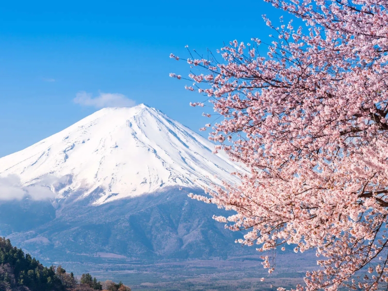 Nhật Bản: Tokyo – Disneyland – Hái trái cây/ngắm hoa oải hương – Núi Phú Sĩ – Chùa Thanh Thủy – Osaka 5N5Đ